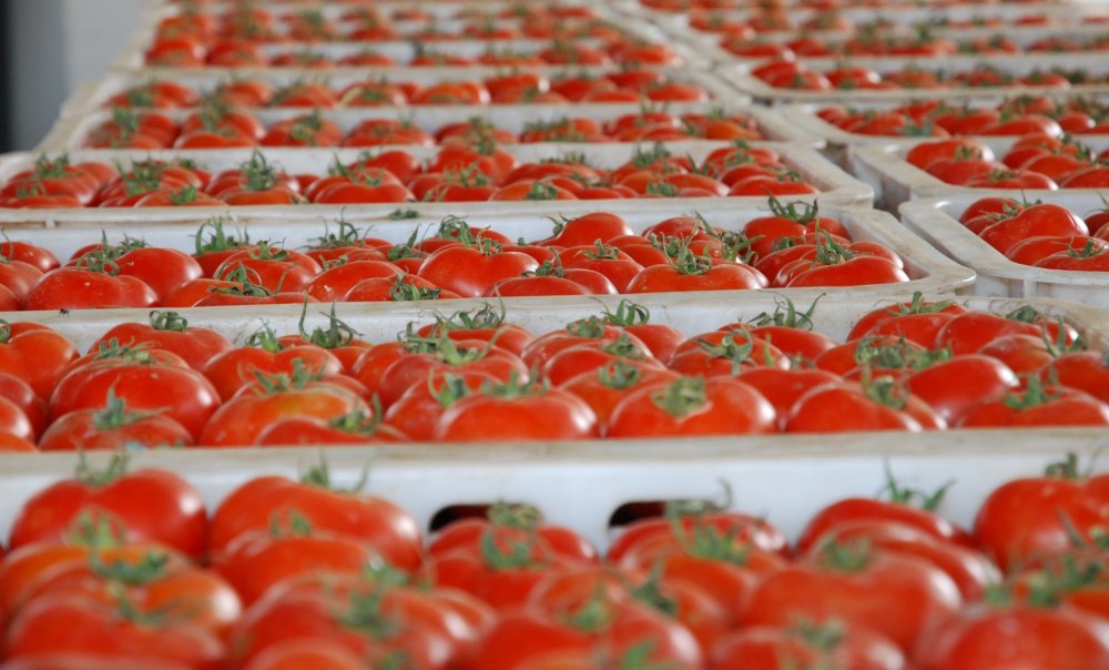 nouveau-record-des-exportations-marocaines-de-tomates-vers-lirlande