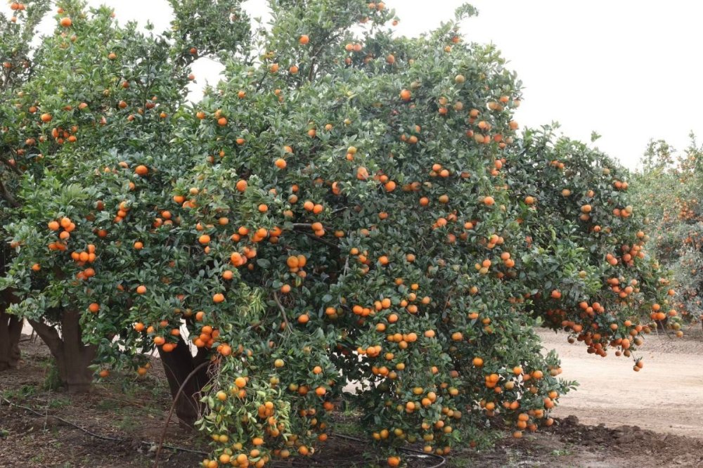 mandarine-nadorcott-:-les-exportations-marocaines-bondissent-de-43%-et-ouvrent-la-voie-a-une-saison-prometteuse