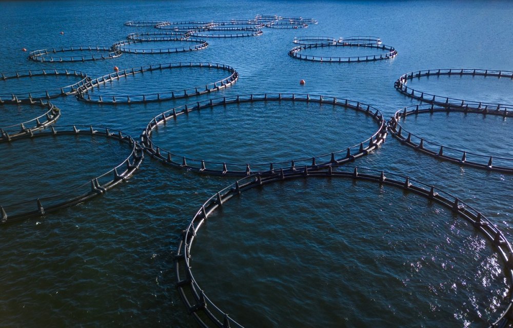 aquaculture-:-le-maroc-prepare-son-offensive-sur-le-marche-mondial