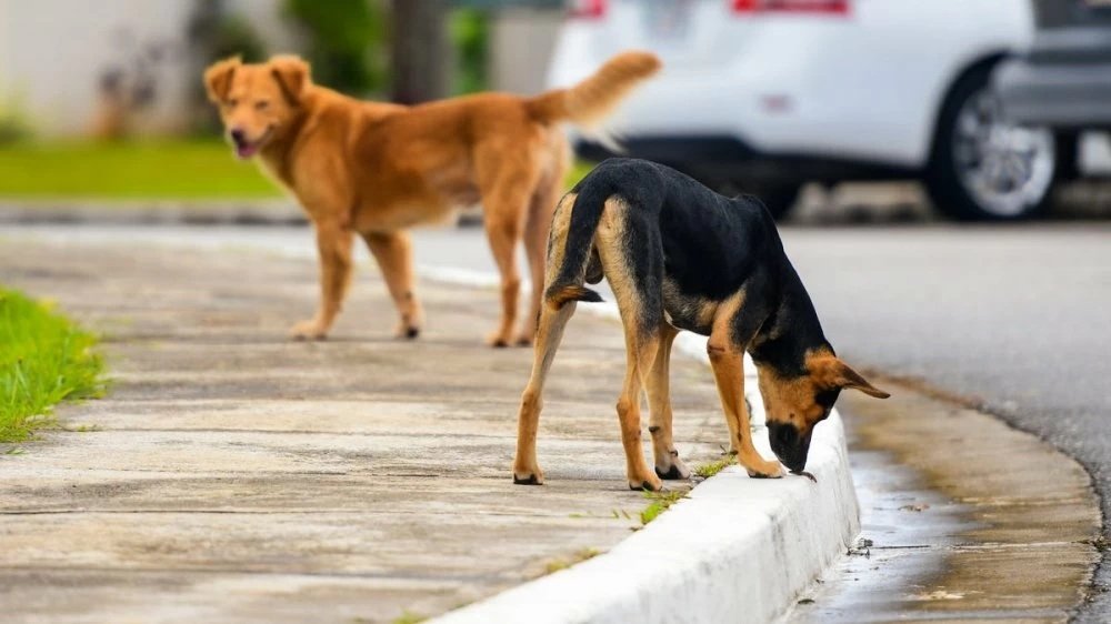 le-plan-laftit-pour-contenir-la-proliferation-des-chiens-errants-et-reduire-les-risques-sanitaires