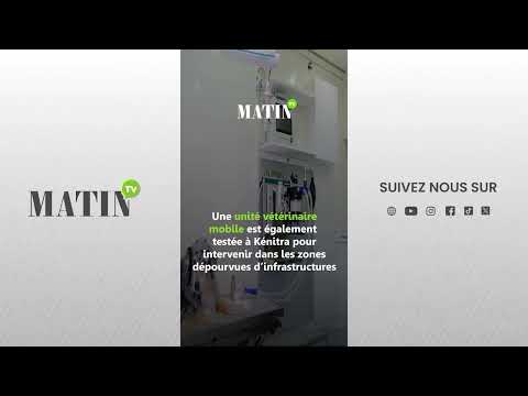 Δημόσια-υγεία:-Το-Μαρόκο-εντείνει-την-καταπολέμηση-των-αδέσποτων-σκύλων