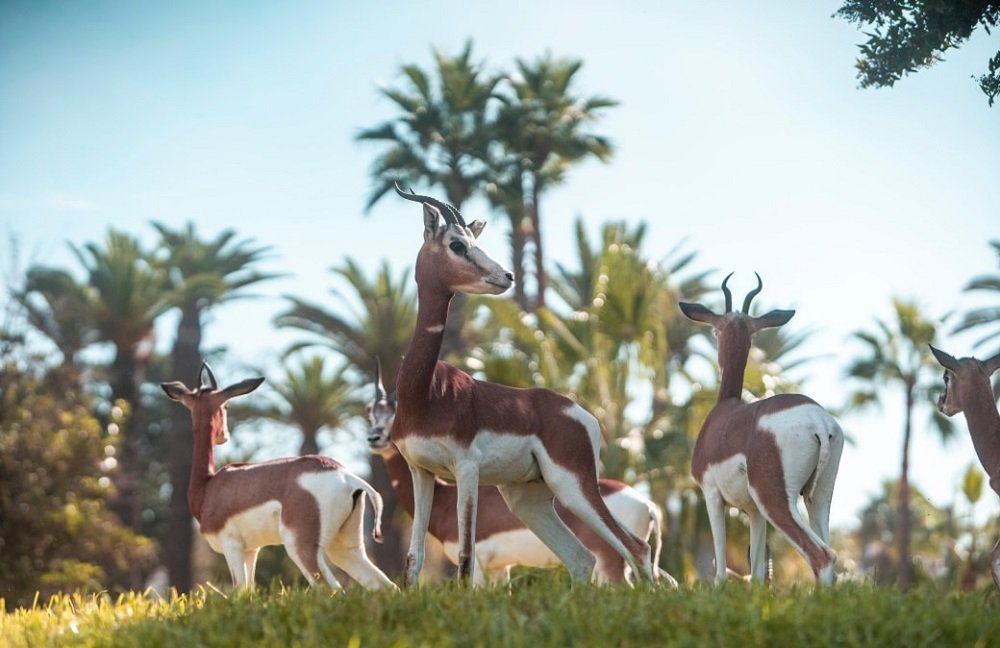Ζωολογικός-κήπος-ain-sebaa:-αντίστροφη-μέτρηση-για-την-επαναλειτουργία-(rmili)
