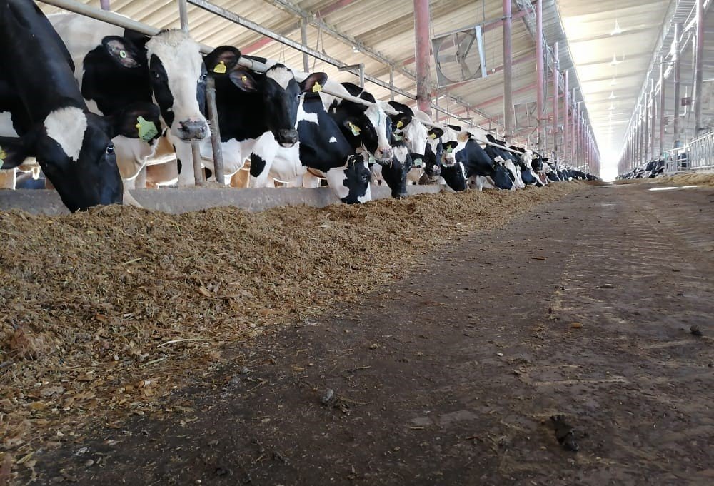 nouveau-virage-pour-la-filiere-laitiere-a-travers-deux-conventions-strategiques