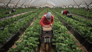 travailleurs-saisonniers-en-espagne-:-les-marocains-representent-81-%-des-recrutements-en-2025