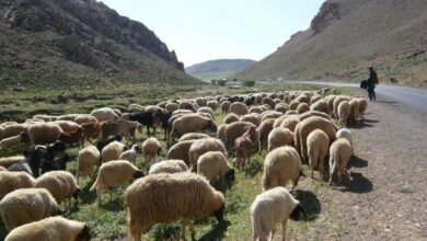 Επανεφοδιασμός:-dh5,2-δισ.-καταβλήθηκαν-στους-κτηνοτρόφους-στο-πλαίσιο-της-1ης-δόσης
