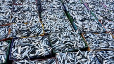 sardine-:-un-plan-daction-preventif-pour-stabiliser-les-prix-avant-le-ramadan