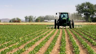 pluies-et-neige-relancent-la-campagne-agricole-:-des-indicateurs-en-nette-amelioration-(el-bouari)