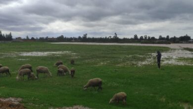 inondations-au-maroc-:-vers-un-choc-agricole-majeur-dans-le-gharb-et-le-loukkos