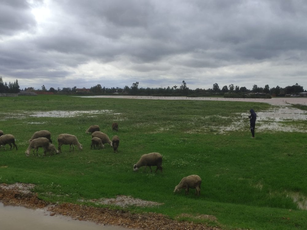 inondations-au-maroc-:-vers-un-choc-agricole-majeur-dans-le-gharb-et-le-loukkos