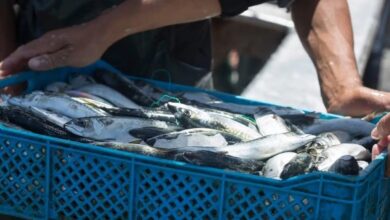 ramadan-:-2.000-tonnes-de-sardines-congelees-a-13-dh-pour-contenir-la-hausse-des-prix