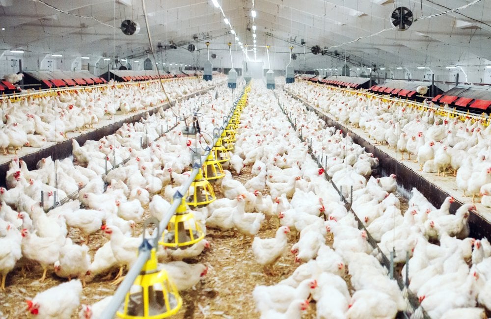 marche-de-la-volaille-:-situation-globalement-maitrisee-durant-le-ramadan-(federation)