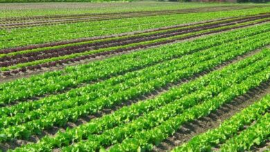 une-campagne-agricole-2025-2026-sous-de-bons-auspices-dans-la-region-casablanca-settat