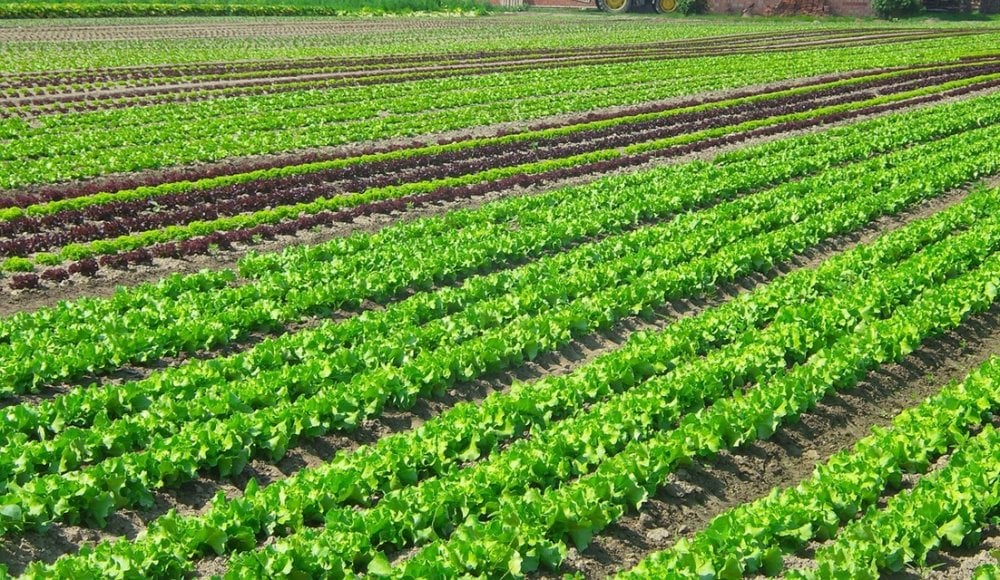 une-campagne-agricole-2025-2026-sous-de-bons-auspices-dans-la-region-casablanca-settat
