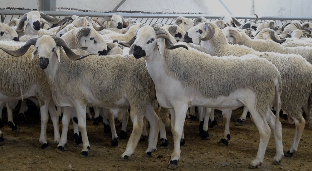 aid-al-adha-2026-:-les-professionnels-anticipent-une-offre-suffisante-et-des-prix-plus-accessibles