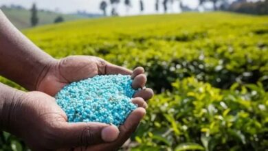 record-historique-des-exportations-marocaines-d