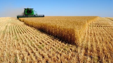 cereales-et-souverainete-alimentaire-:-le-diagnostic-et-les-leviers-daction