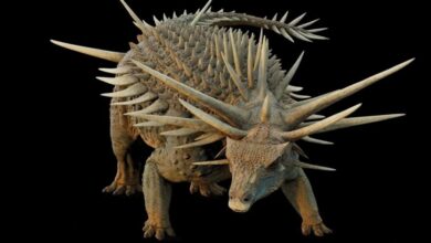 une-nouvelle-decouverte-au-maroc-bouleverse-les-connaissances-sur-levolution-des-dinosaures