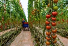 tomates-:-pas-dinterdiction-dexport,-mais-des-ajustements-temporaires-face-a-la-flambee-des-prix-au-maroc