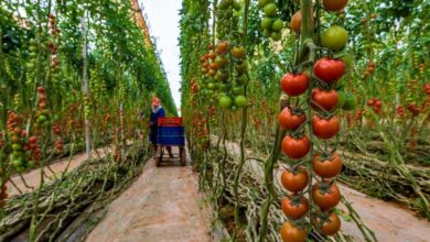 tomates-:-pas-dinterdiction-dexport,-mais-des-ajustements-temporaires-face-a-la-flambee-des-prix-au-maroc