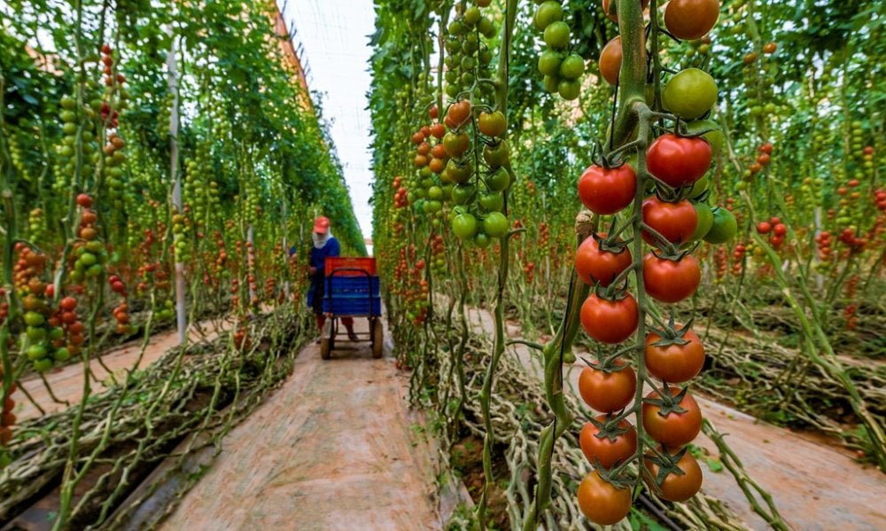 tomates-:-pas-dinterdiction-dexport,-mais-des-ajustements-temporaires-face-a-la-flambee-des-prix-au-maroc