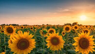 oleagineux-:-plus-de-50.000-hectares-attendus-cette-annee,-la-filiere-retrouve-des-couleurs