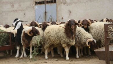 eid-al-adha:-έκτακτη-αργία-την-Παρασκευή-29-Μαΐου-για-τις-δημόσιες-διοικήσεις