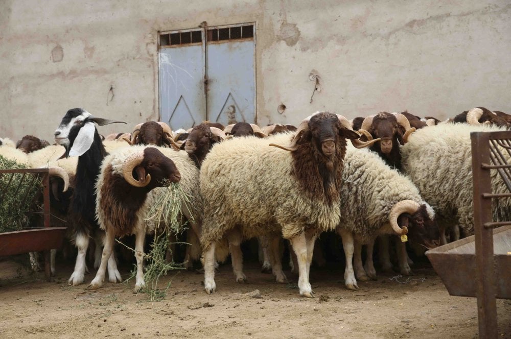 eid-al-adha:-έκτακτη-αργία-την-Παρασκευή-29-Μαΐου-για-τις-δημόσιες-διοικήσεις