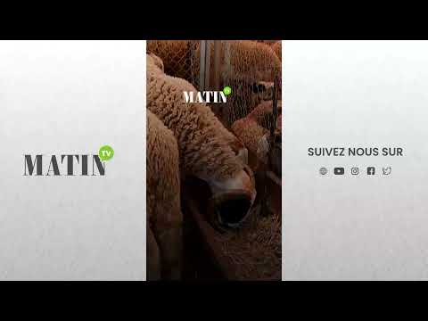 aid-al-adha-:-les-bons-reflexes-pour-eviter-les-troubles-digestifs