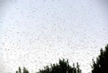 pourquoi-les-insectes-volants-envahissent-plusieurs-villes-marocaines
