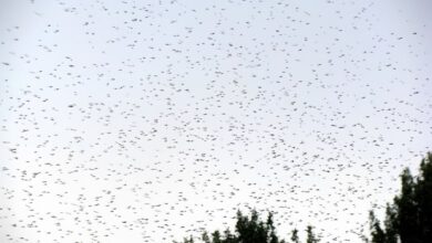 pourquoi-les-insectes-volants-envahissent-plusieurs-villes-marocaines