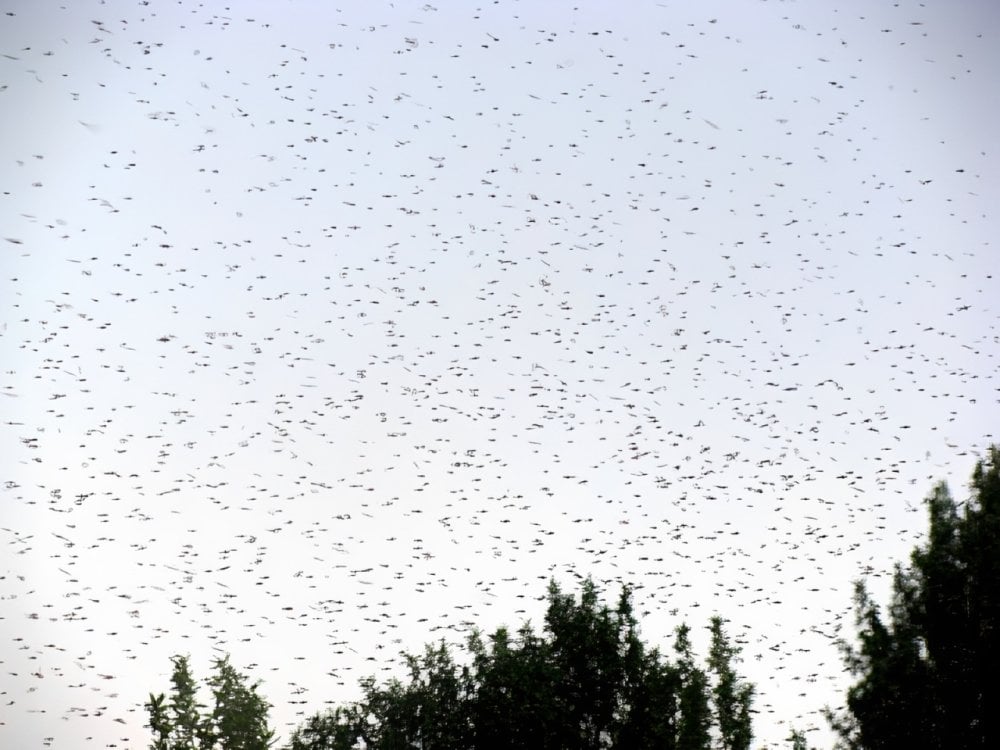 pourquoi-les-insectes-volants-envahissent-plusieurs-villes-marocaines