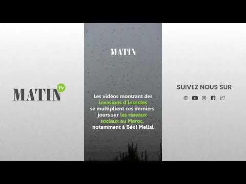 vague-de-chaleur-:-une-invasion-dinsectes-volants-observee-dans-plusieurs-villes-du-maroc