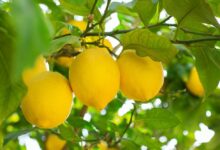 le-citron-marocain-bat-des-records-a-lexport-et-conquiert-de-nouveaux-marches