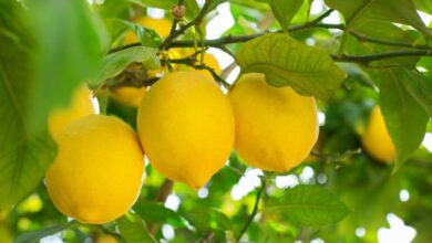 le-citron-marocain-bat-des-records-a-lexport-et-conquiert-de-nouveaux-marches