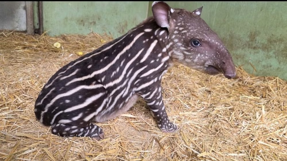 zoo-de-ain-sebaa-:-naissance-dun-tapir-bresilien,-espece-rare-en-declin