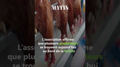 Τιμές-κοτόπουλου:-Οι-κτηνοτρόφοι-προειδοποιούν-για-μια-άνευ-προηγουμένου-κρίση
