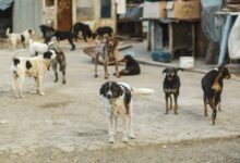 le-projet-de-loi-sur-la-protection-des-animaux-errants-adopte-a-la-chambre-des-representants