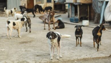 le-projet-de-loi-sur-la-protection-des-animaux-errants-adopte-a-la-chambre-des-representants