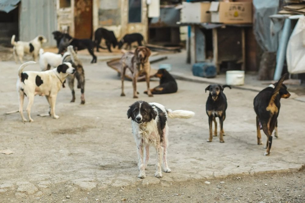 le-projet-de-loi-sur-la-protection-des-animaux-errants-adopte-a-la-chambre-des-representants