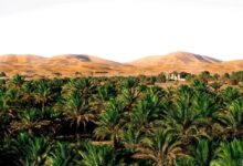 les-dattes-majhoul-du-maroc-confirment-leur-montee-en-puissance
