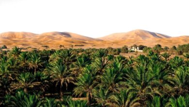 les-dattes-majhoul-du-maroc-confirment-leur-montee-en-puissance