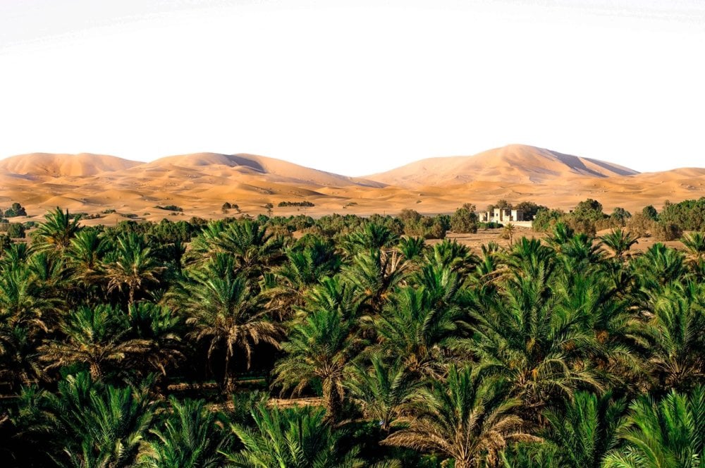 les-dattes-majhoul-du-maroc-confirment-leur-montee-en-puissance