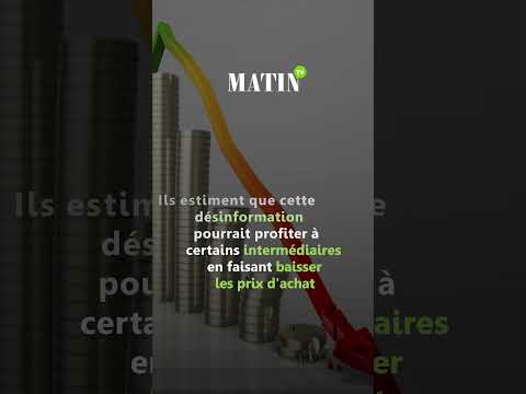 pasteque-marocaine-:-les-ventes-penalisees-par-les-rumeurs